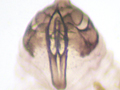 Peripsocus didymus
